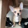 Adorable Applehead Fawn Chihuahua puppy