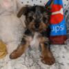 1 adorable male yorkie puppy looking for his forever home
