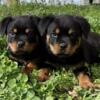 AKC Rottweiler Pups Thick Gorgeous Healthy CH Father