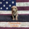 Goldendoodle puppies Chillicothe, OH