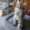 Maine Coon Female Kittens