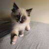 Summer is a very loving  Ragdoll kitten who loves to snuggle and will definitely be a lap cat!