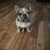 Blue merle french bulldog STUD ONLY
