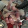 Beautiful baby Shitzu. Shitzu Puppies. Male shitzu
