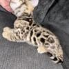 Male Spotted Kitten TICA Registered