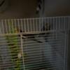 Cockatiels looking for a family