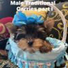 Male traditional puppy