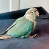 Hand-raised sweet Baby Green Cheek Conures parrot bird pet available - Long Island New York