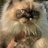 Adult Female Pretty Exotic Short/ Longhair Siamese & Himalayan mix