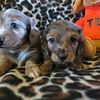 Upcoming Puppies- Gorgeous Miniature Dachshund Puppies-