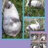 adult female magpie dutch rabbit
