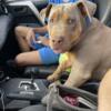 Rehoming 5 month old male bully
