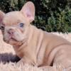 Felis French Bulldog male puppy for sale. $3,200