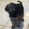 Yorkipoo male leo could be yours