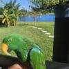 Rehoming Eclectus parrot " Male "