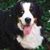 AKC Bernese for stud
