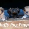 Fluffy Merle Fawn Pug Puppies Available