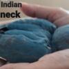 Indian Ringneck Blue baby male (available)