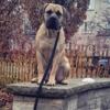 South African Mastiff (Boerboel) available for stud services