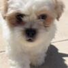 Shih Tzu puppy male ready for home