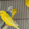 Budgies Parakeet for sale