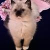 SOLD Kats Ravishing Ragdolls mitted seal point (SISTER AVAILABLE)