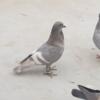I'm looking to buy unique tippler pigeons