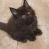 SOLID BLACK MALE  MAINE COON KITTEN " HUNTER " READY TO GO 6/2