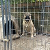Iccf registered Fawn male cane corso