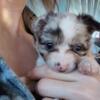 Long coated Lilac merle blue eyed small male puppy Ready now