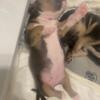 Bully Puppies 4 males 1 female available ABKC registered