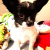 Papillon Puppy Small Male super cute available NOW!