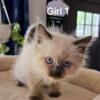 Ragdoll kitten girl 1