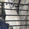 Umbrella cockatoo very Sweet! Looking for home