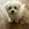 REDUCED Male Maltese Puppy