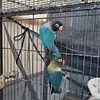 Love Birds Proven Breeder Pair