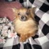Pomeranian/Chihuahua Pomchi baby