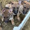 3 female german shepherd puppies for sale