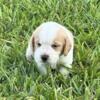 AKC Male Lemon Beagle puppy