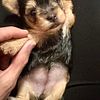 Daisy - Traditional Yorkie Female RESERVED