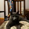Needing to rehome a Russian Blue mix