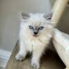 Ragdoll Kittens-Delivery is Available!