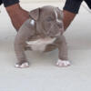 Lilac Exotic Bully Male Pup - 3 month