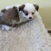 Female brindle and white long-haired Chihuahua puppy