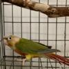 Young female Pineapple Conure