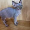 blue tortie with tabby marking female sphynx (READY 2 LEAVE)
