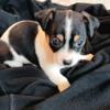 Adorable Tri-Colored Chihuahua boy puppy