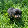AKC Registered Rottweiler Puppies NC
