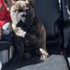 1 yr and a half old french bull dog for rehome