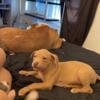 Red nose brindle and American staffordshire terrier pups
